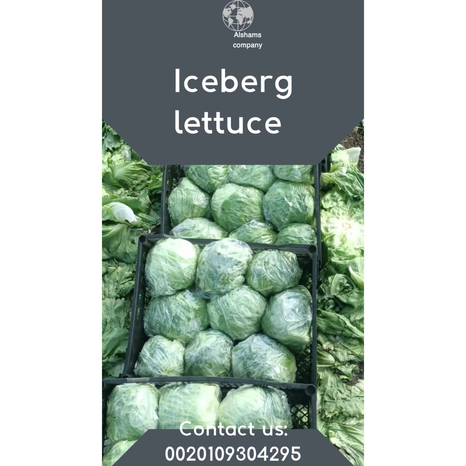 ICEBERG LETTUCE 3