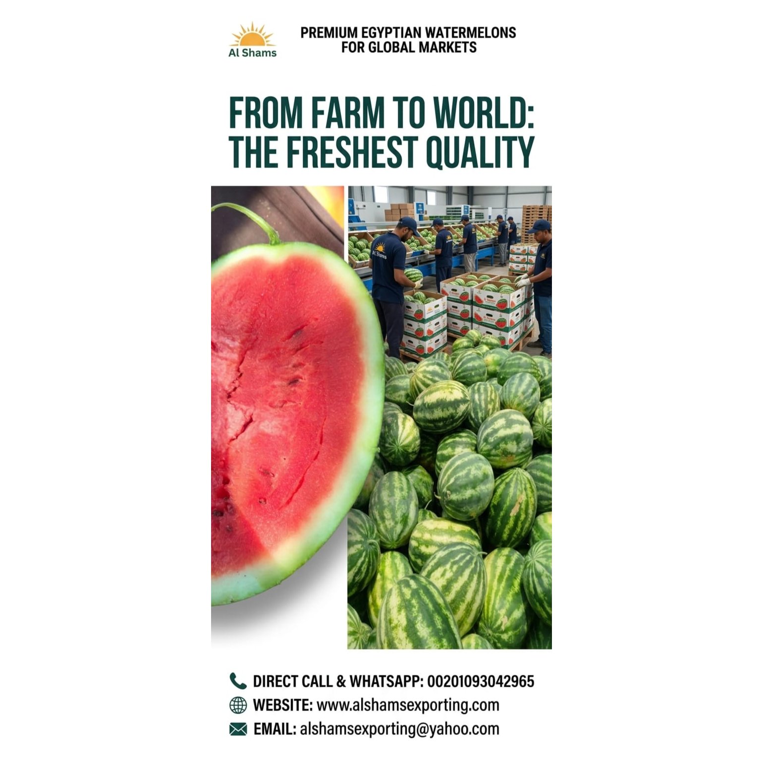 premium watermelon  1