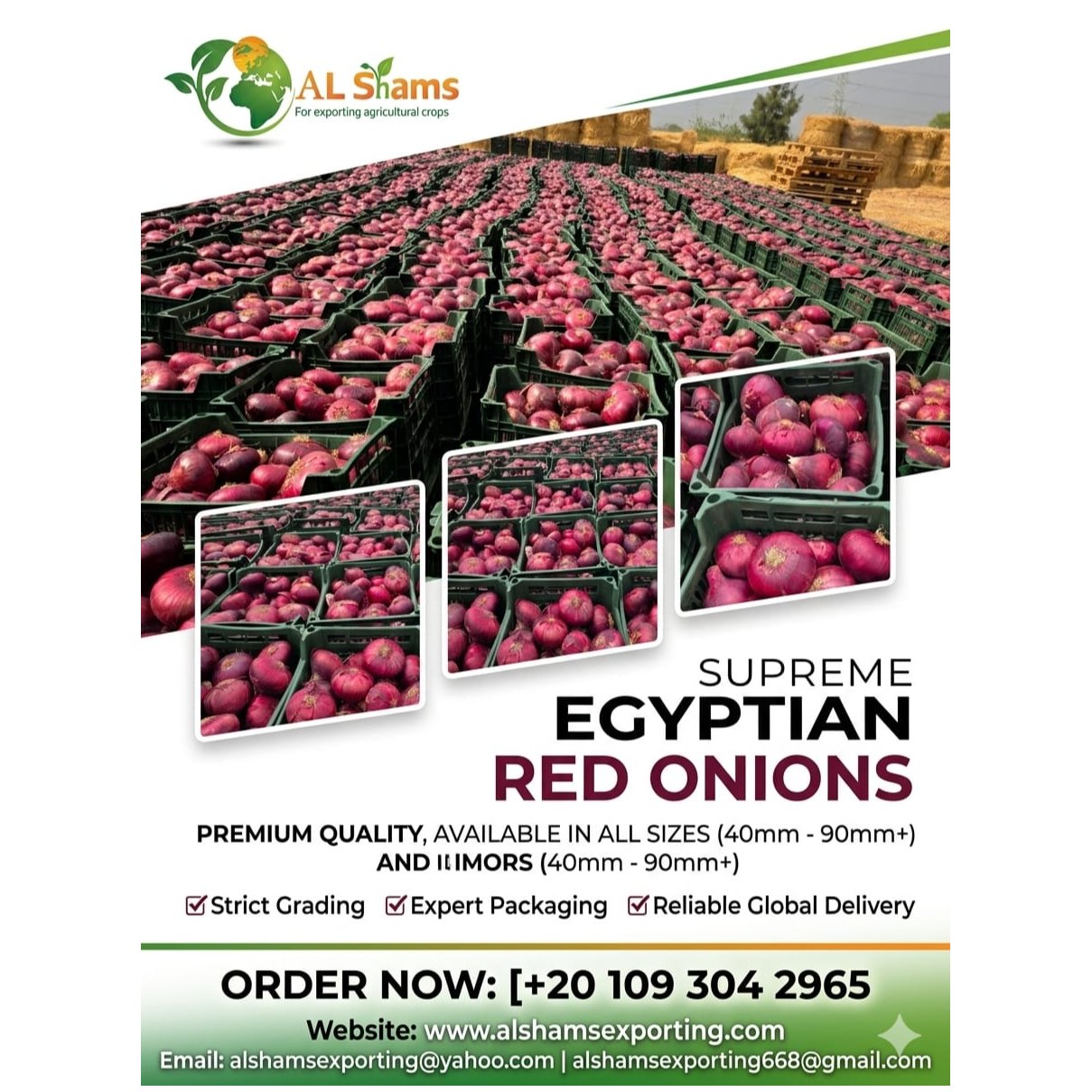 RED ONION  1