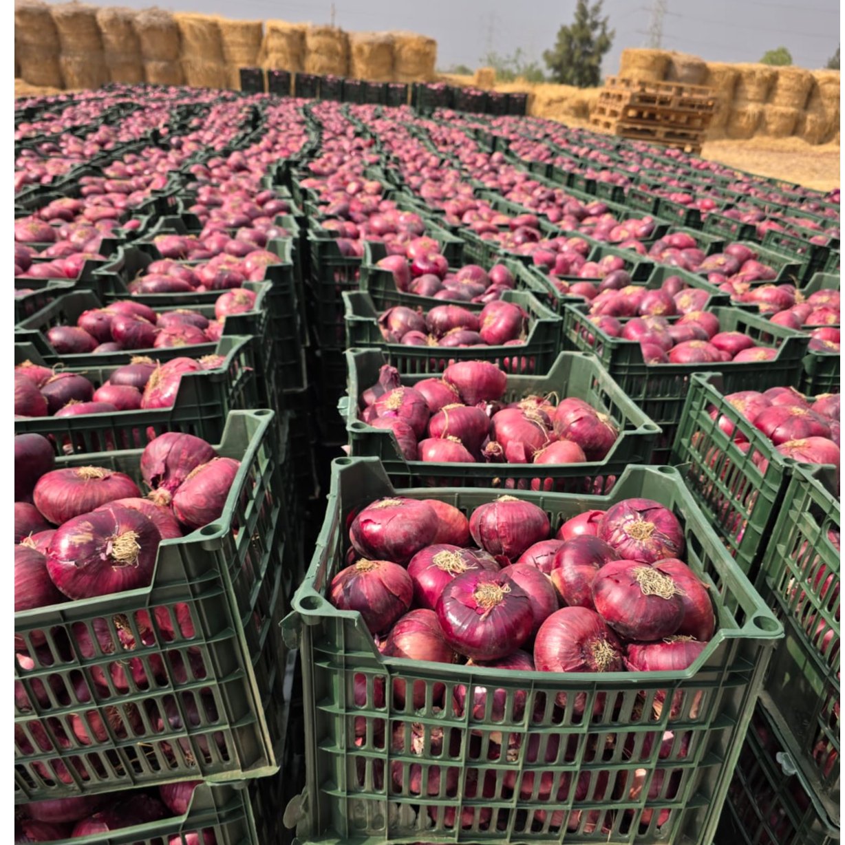 RED ONION  2