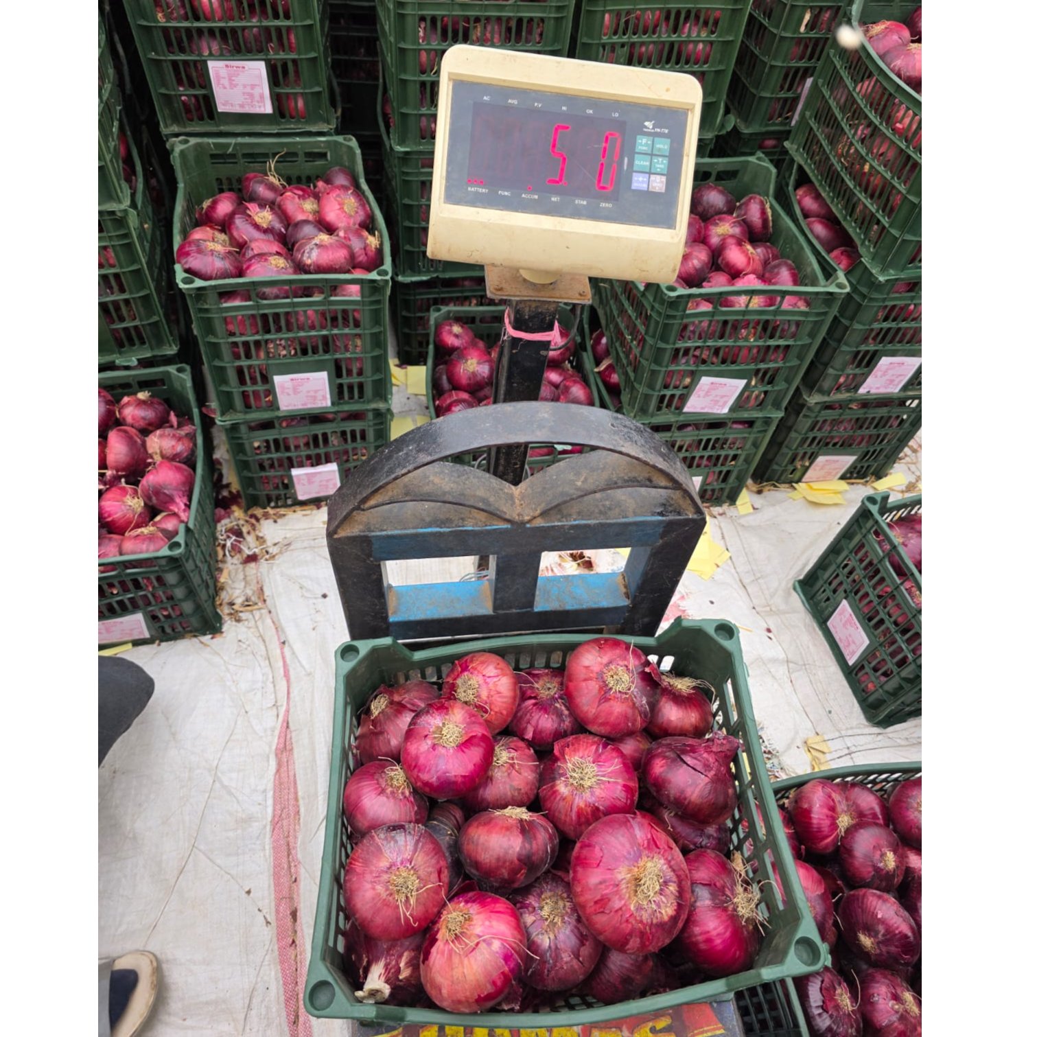 RED ONION  3