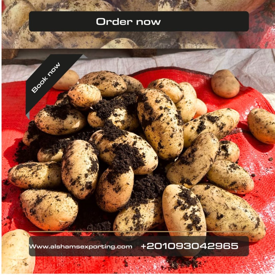 FRESH POTATO  2