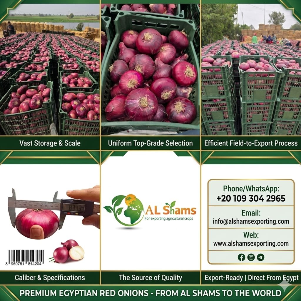 red onion 
