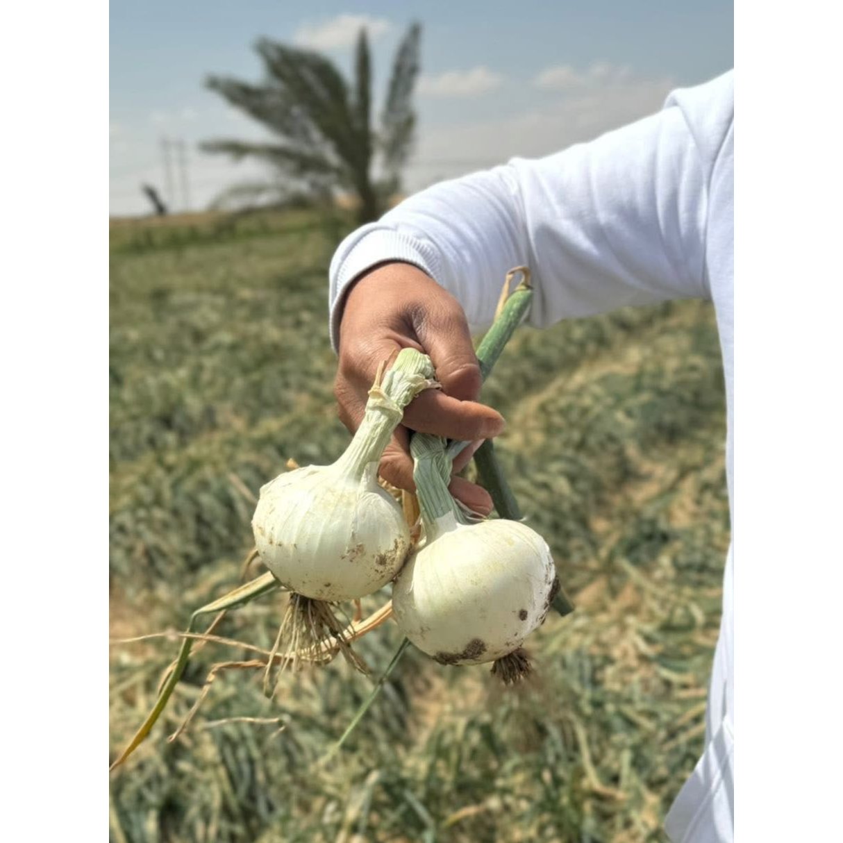 WHITE ONION  2