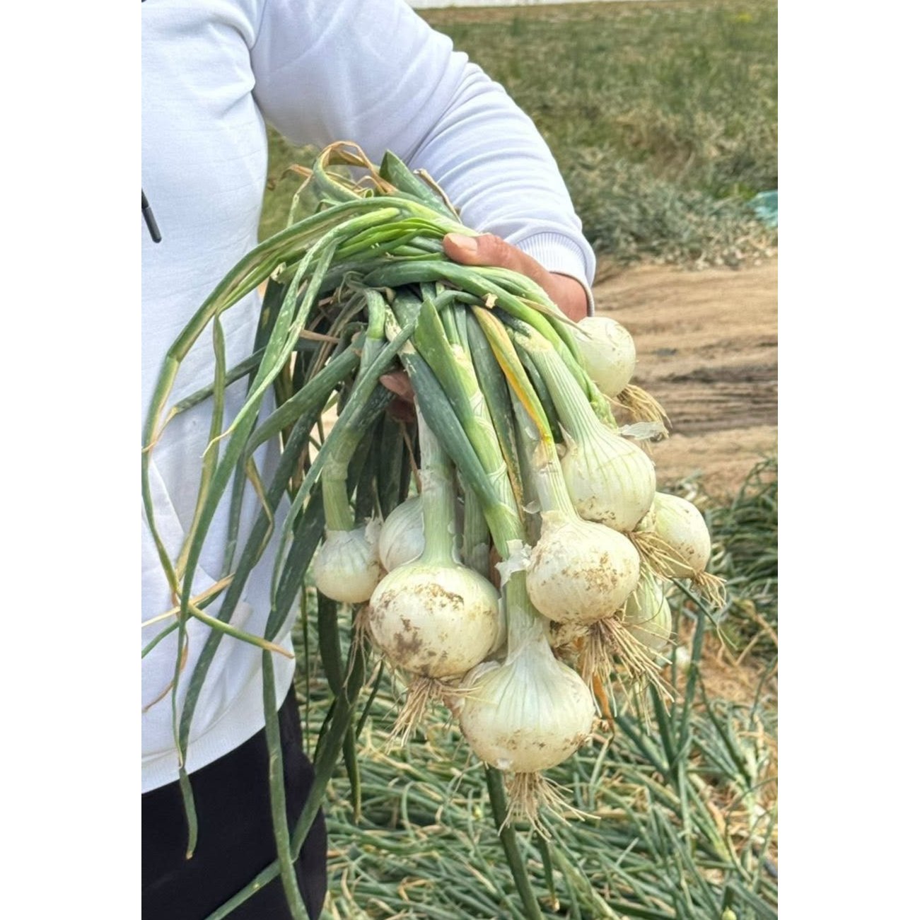WHITE ONION  3