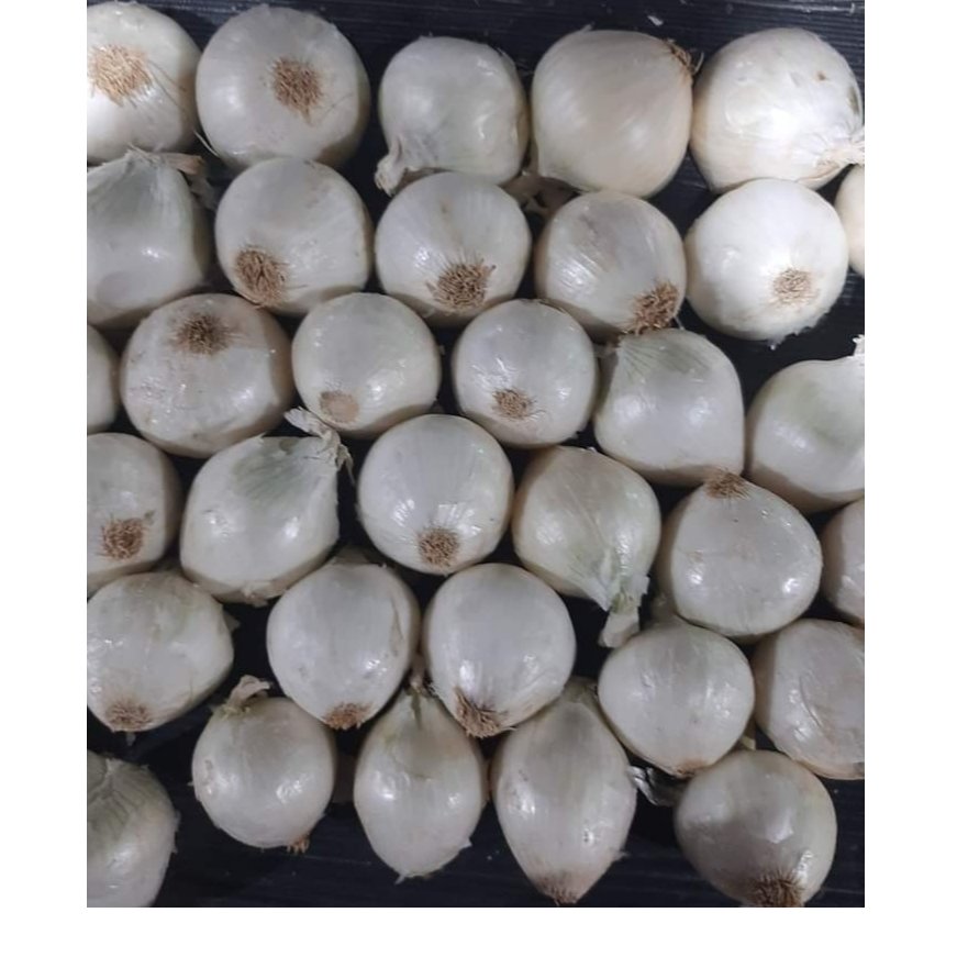 WHITE ONION  4