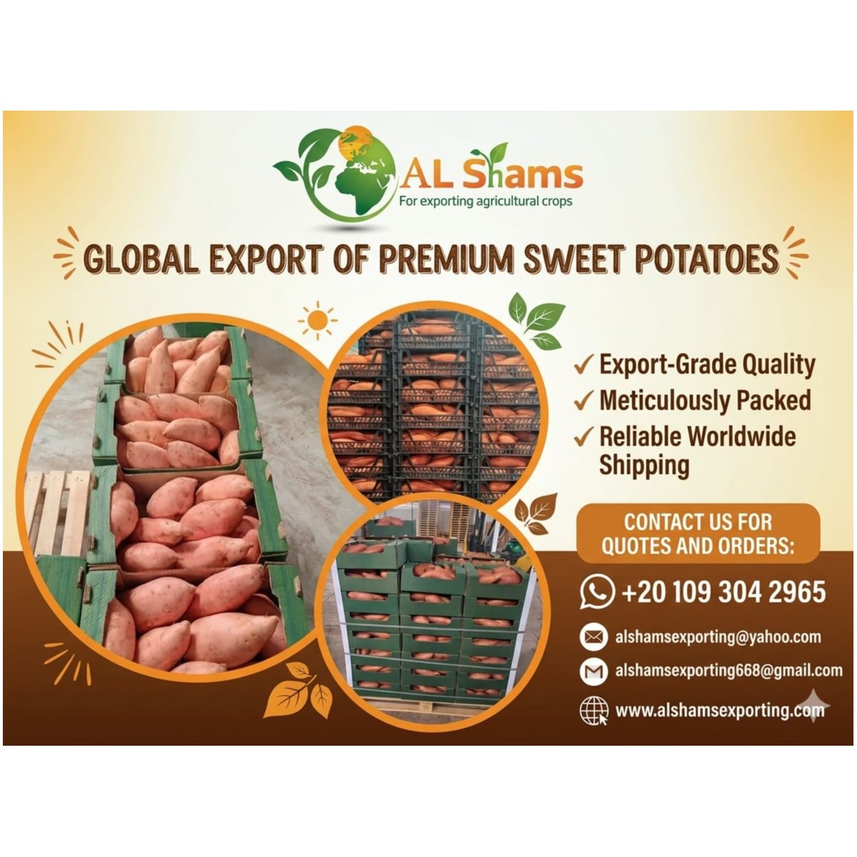 sweet potato 1