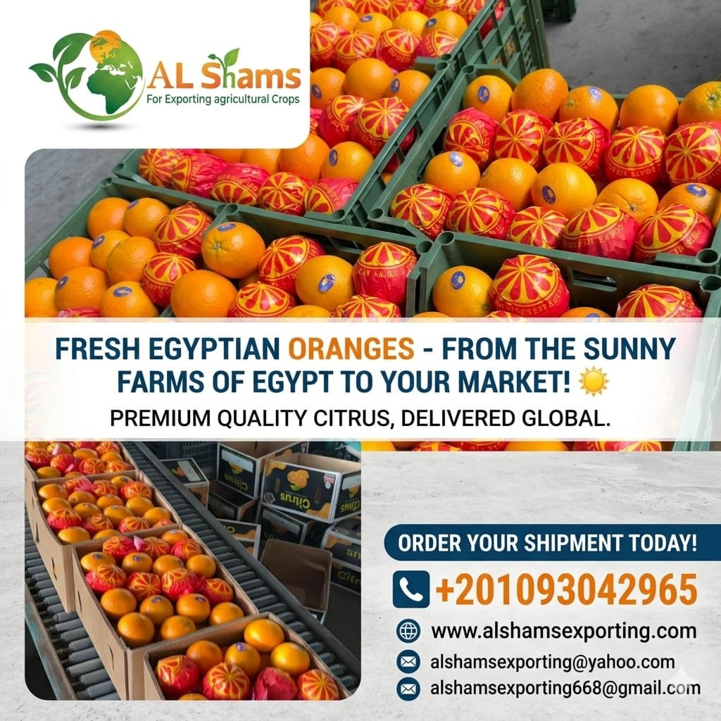 fresh orange 1