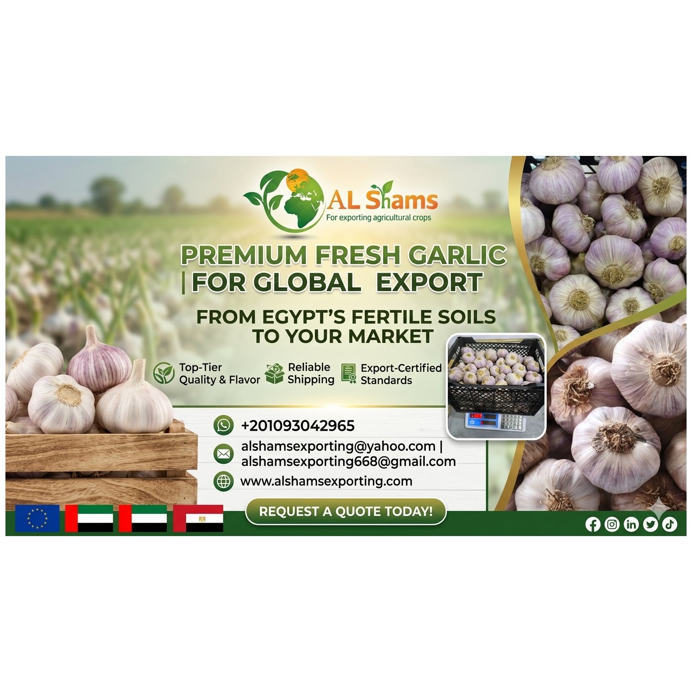 FRESH GARLIC