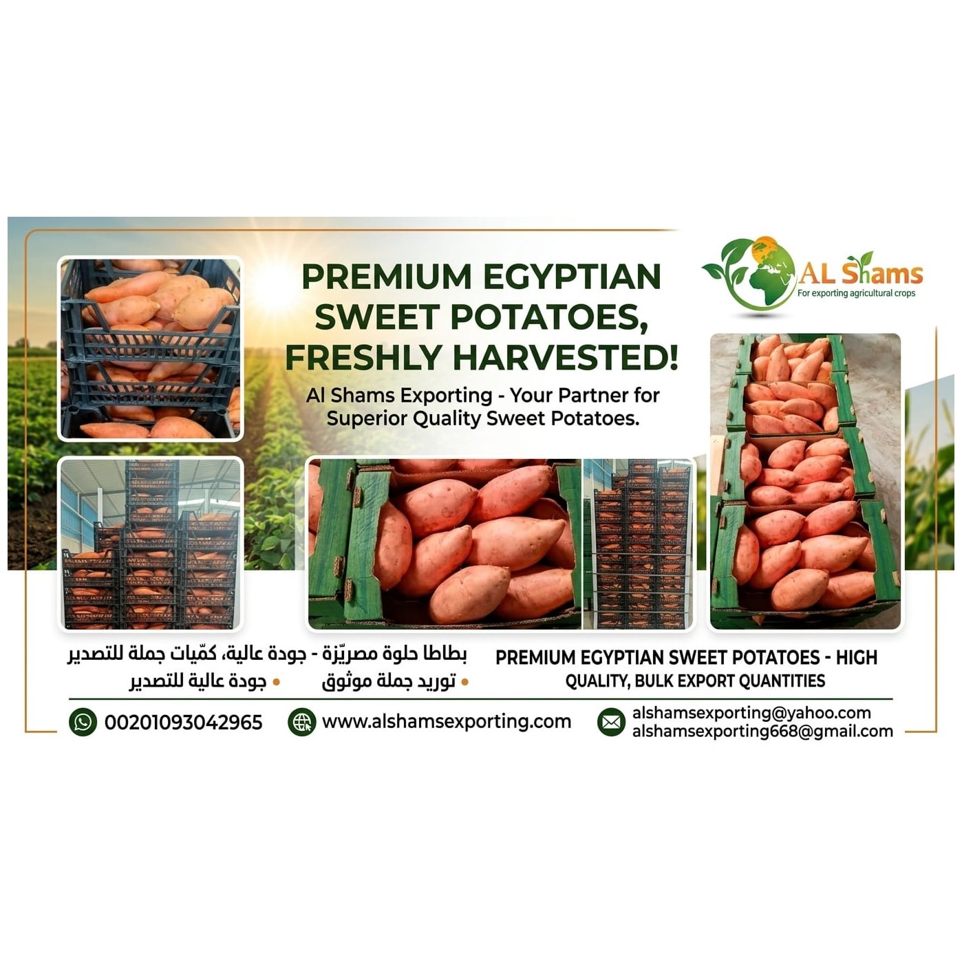 SWEET POTATO 1