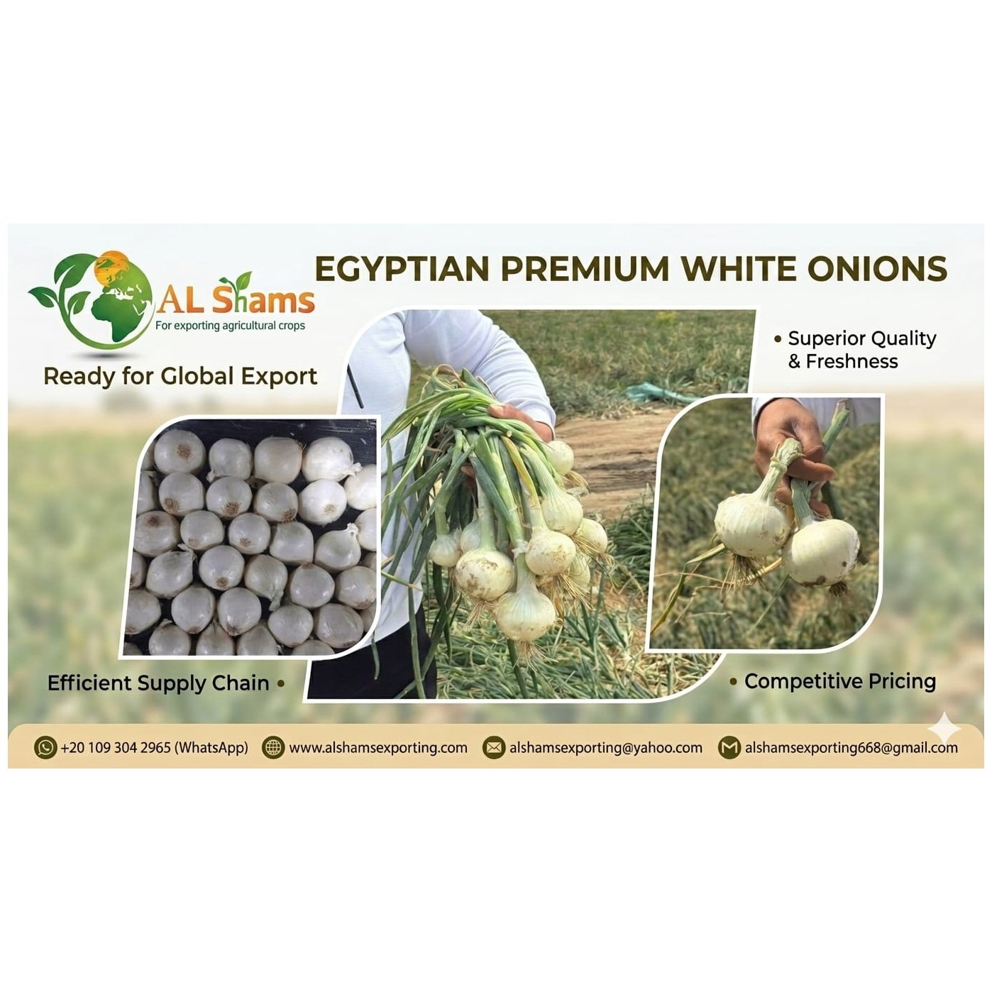 WHITE ONION  1