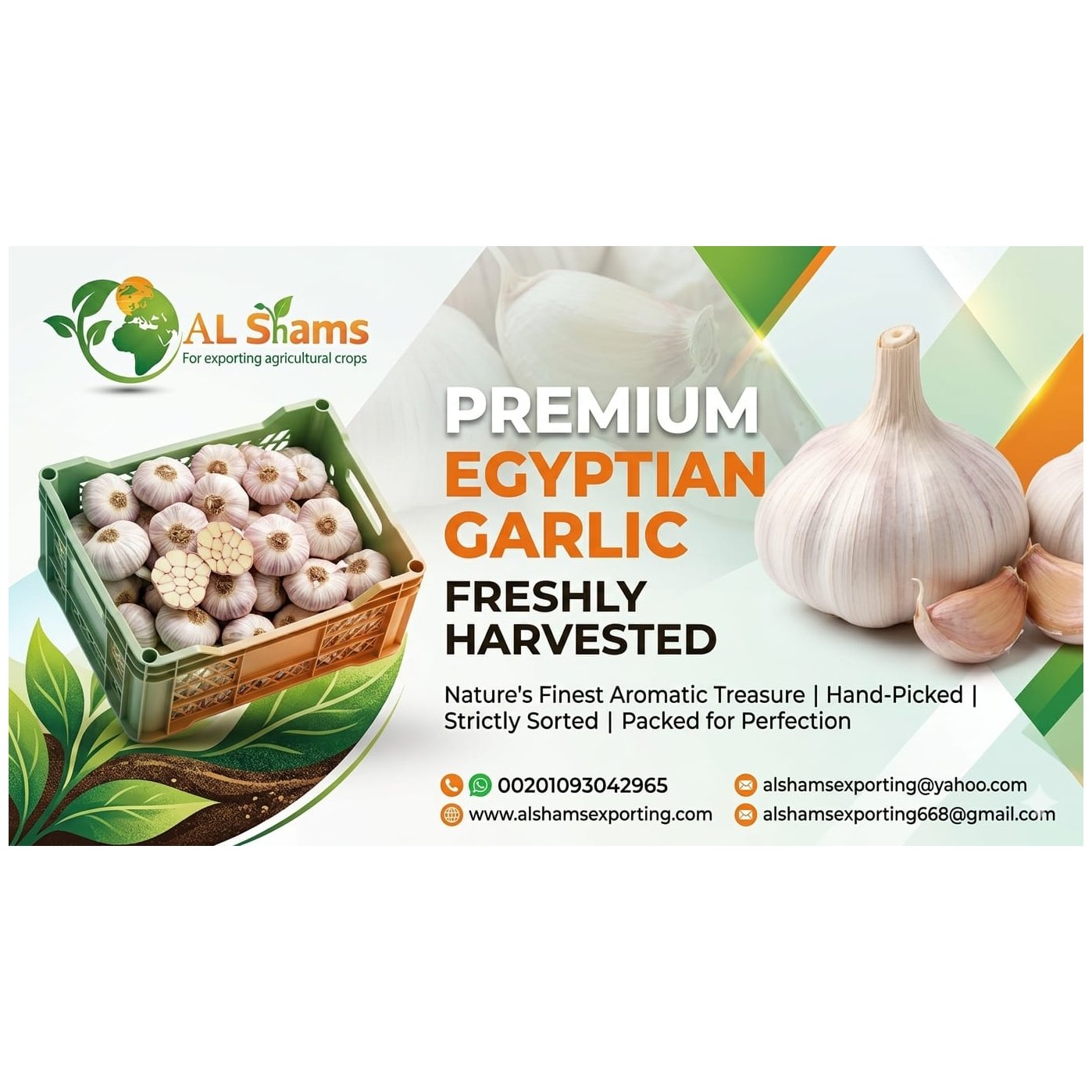 fresh garlic 1