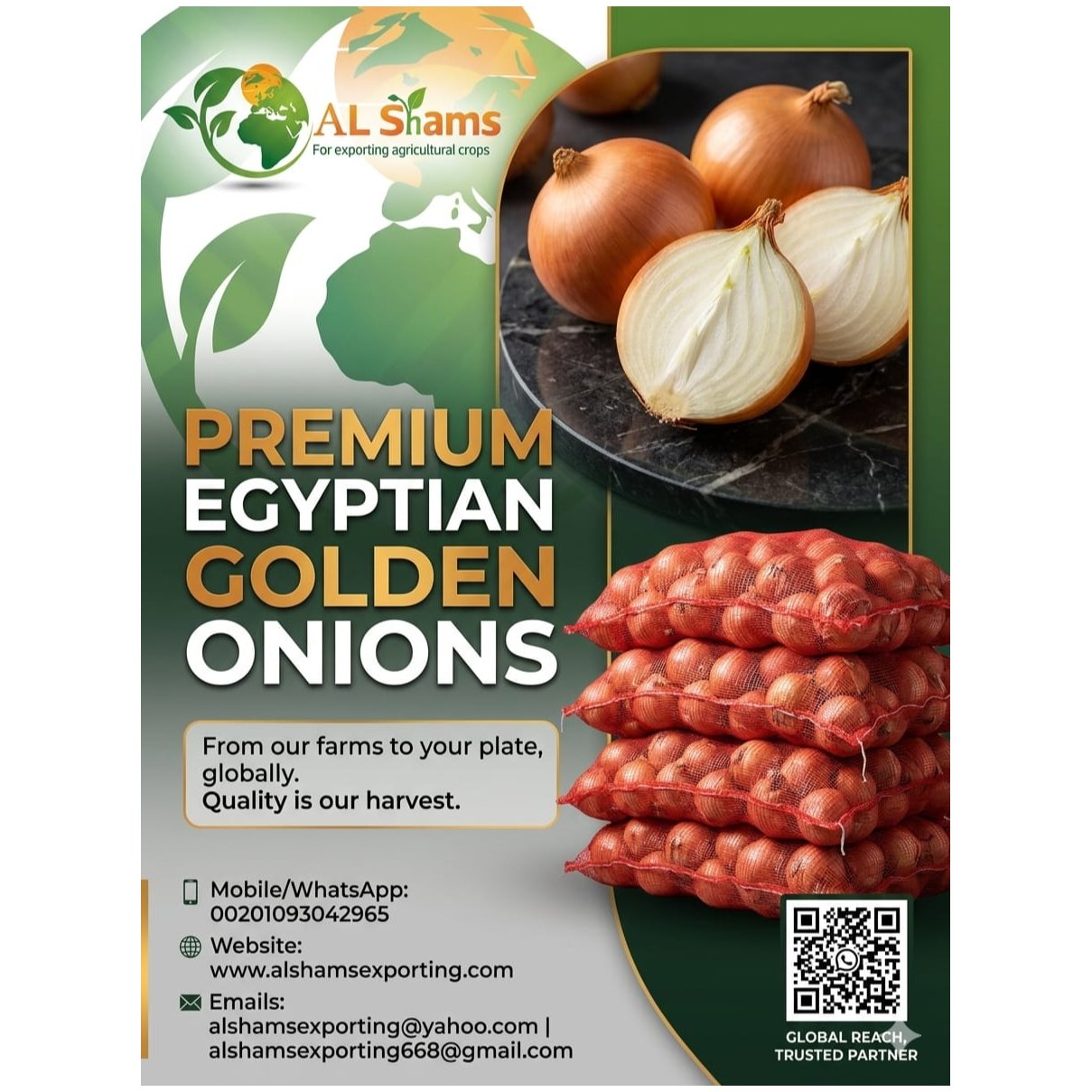 GOLDEN ONION 1