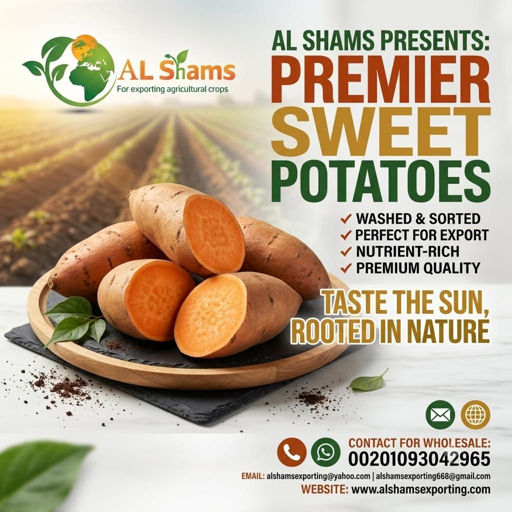 sweet potato 