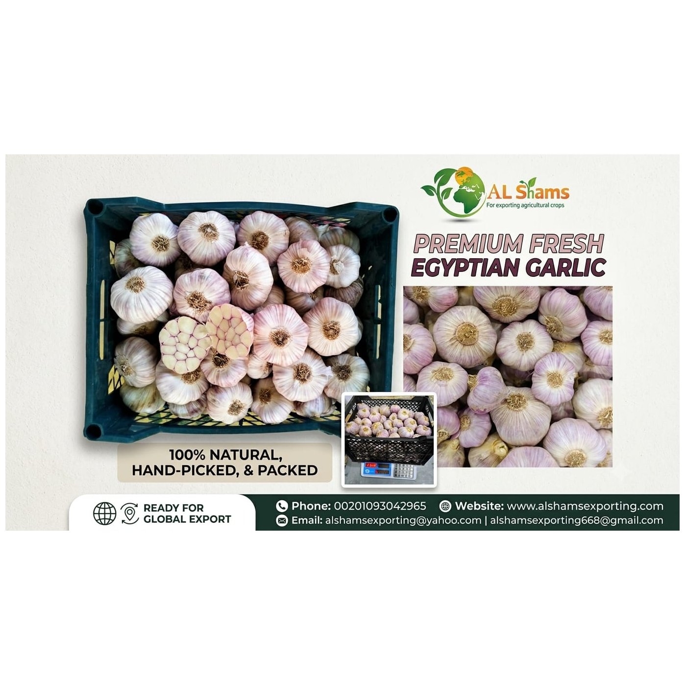 FRESH GARLIC 