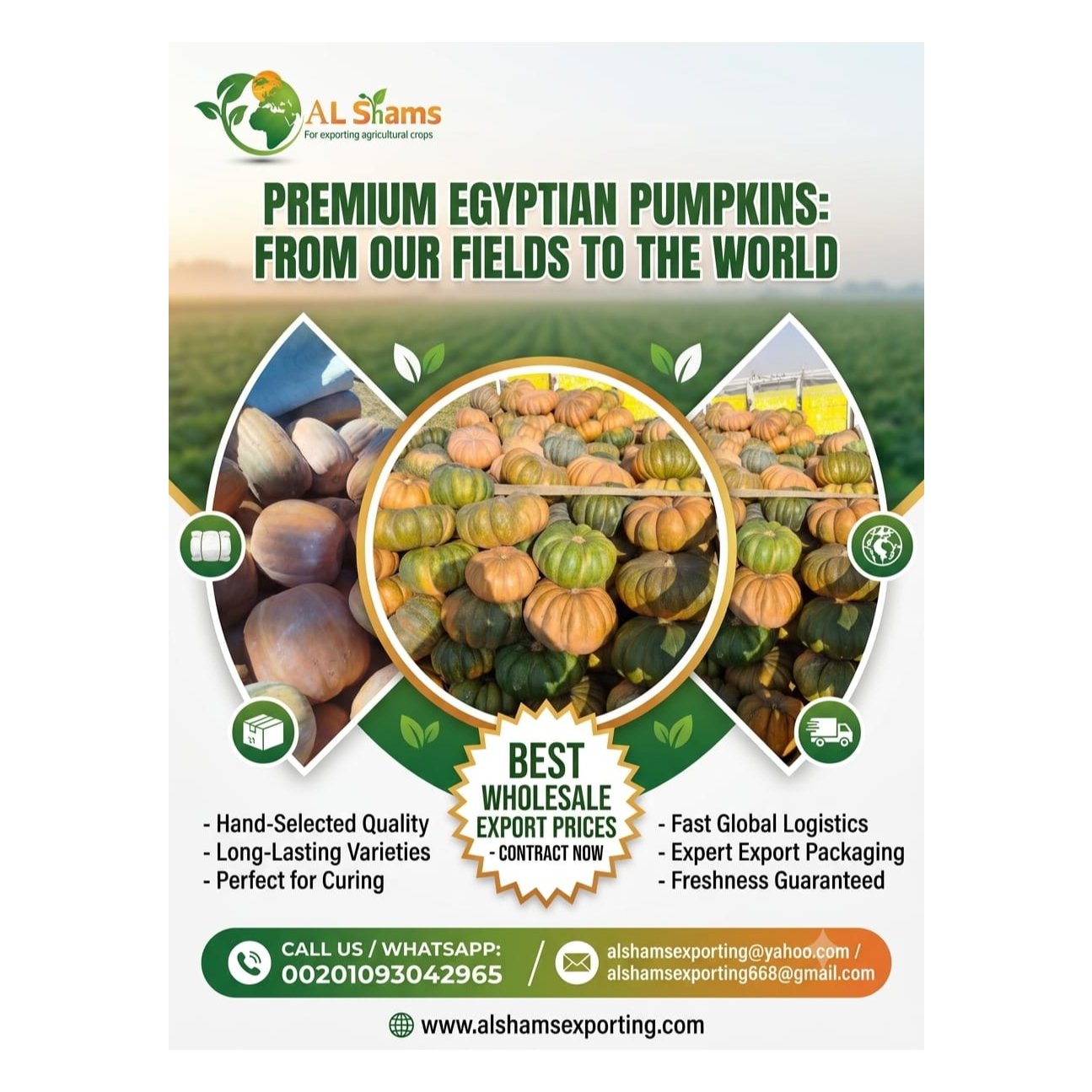 premium pumpkin  1