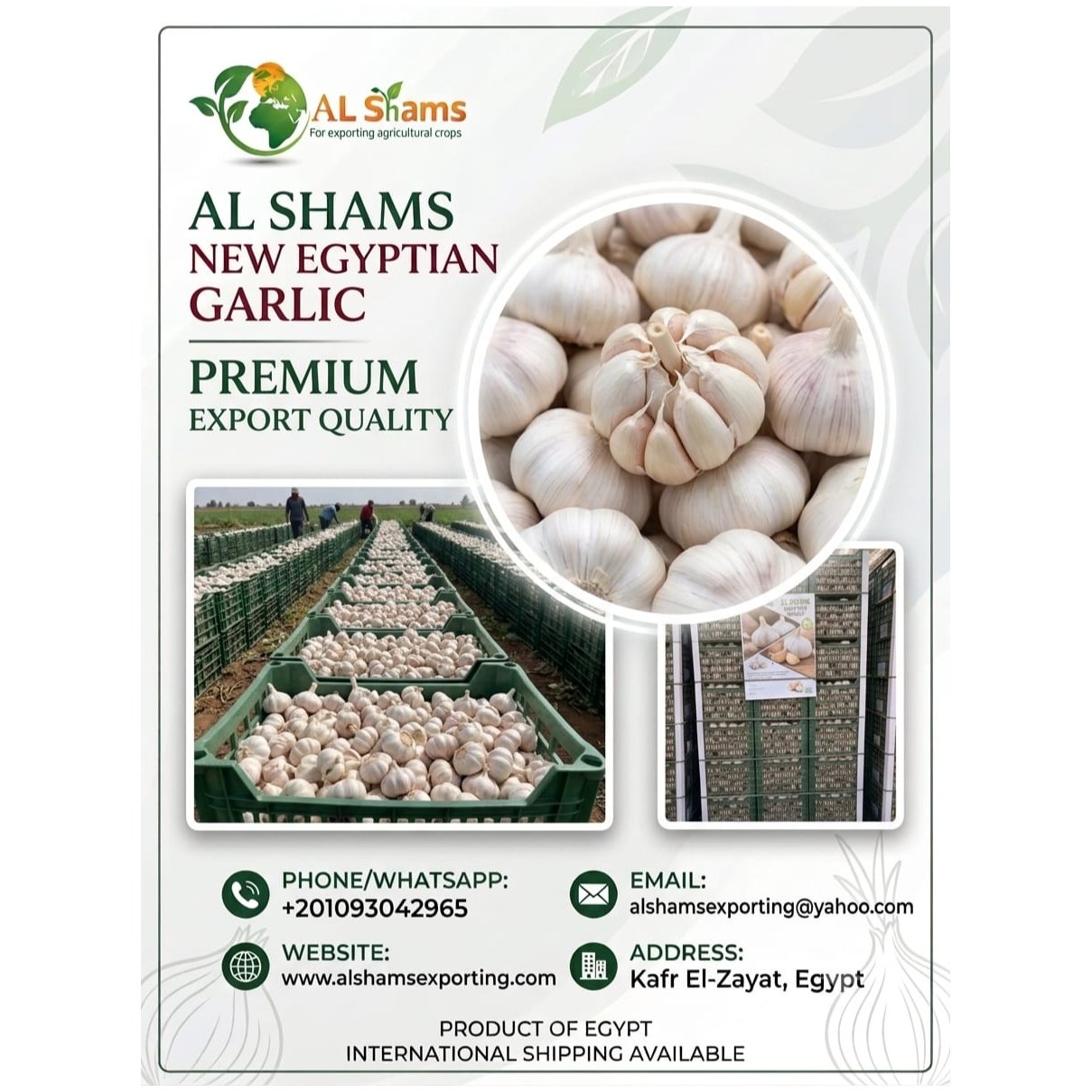 fresh garlic