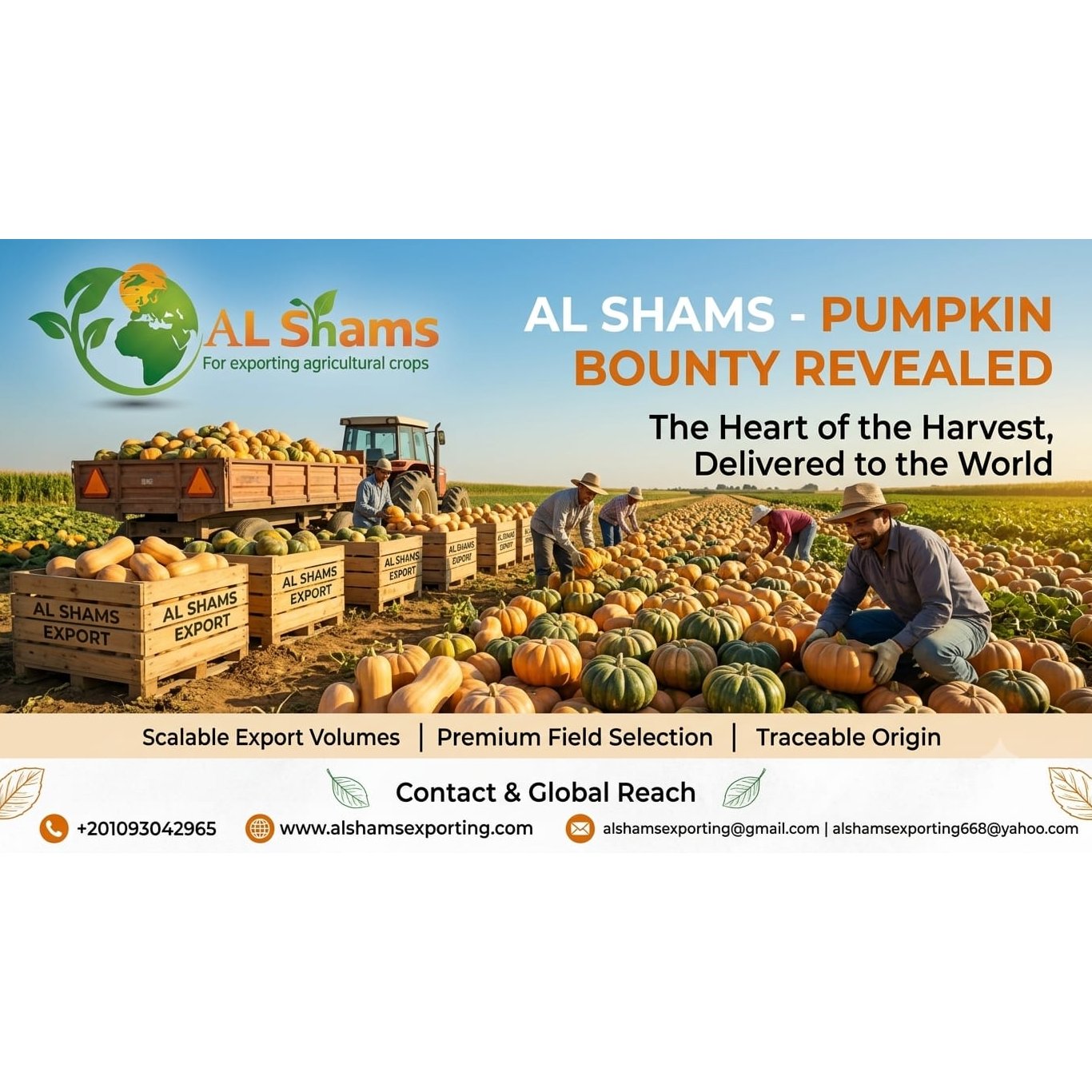 PREMIUM PUMPKIN 1