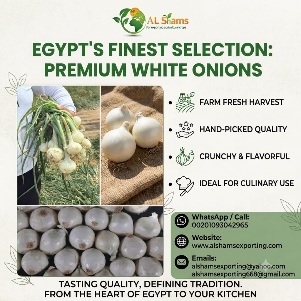 white onion