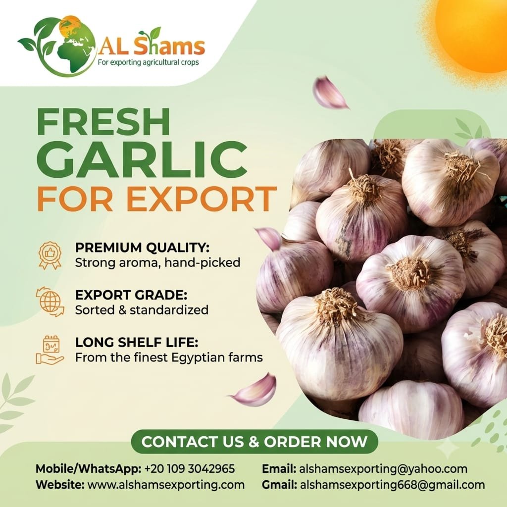 fresh garlic 1