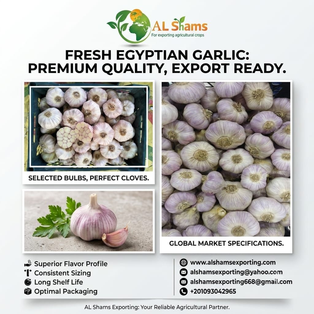 FRESH GARLIC