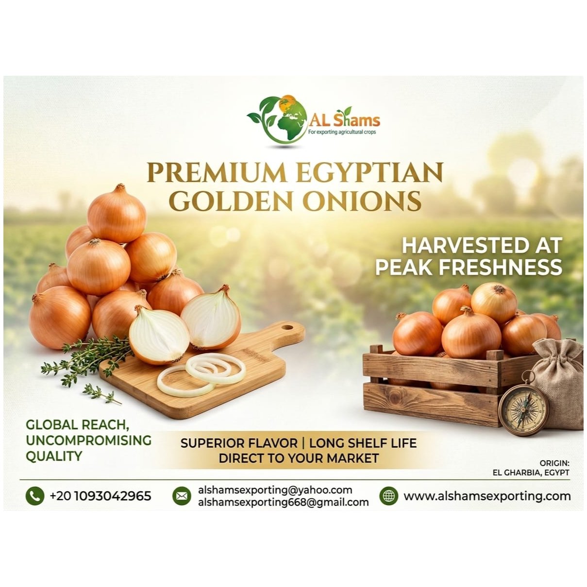 fresh golden onion 