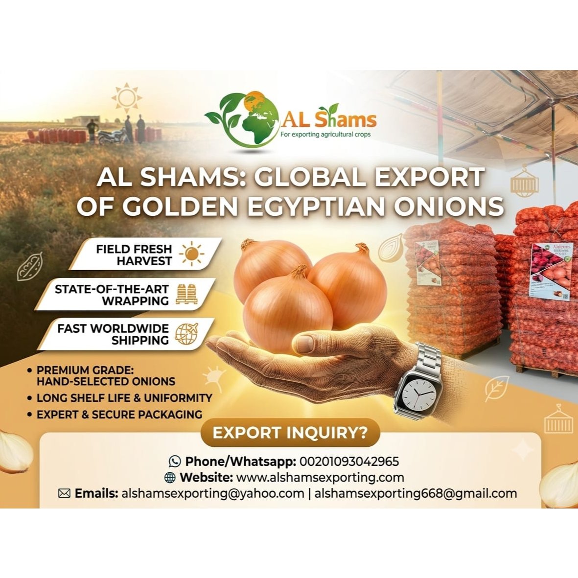 FRESH GOLDEN ONION 1