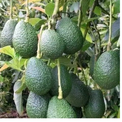 Avacado  1