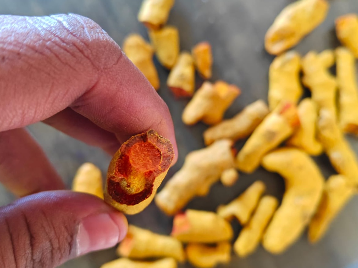 Turmeric Finger 4