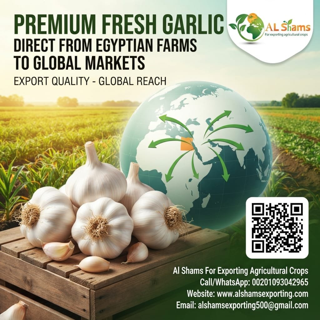fresh garlic  