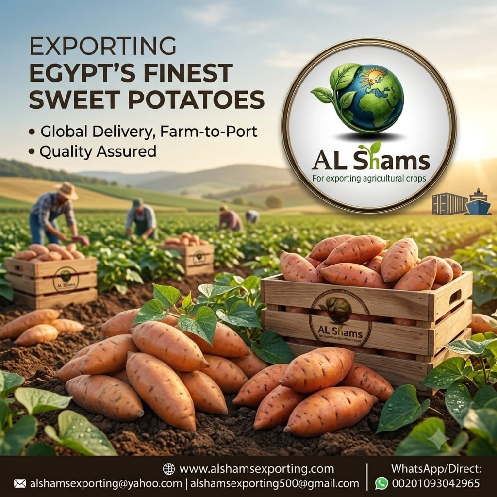 SWEET POTATO 1