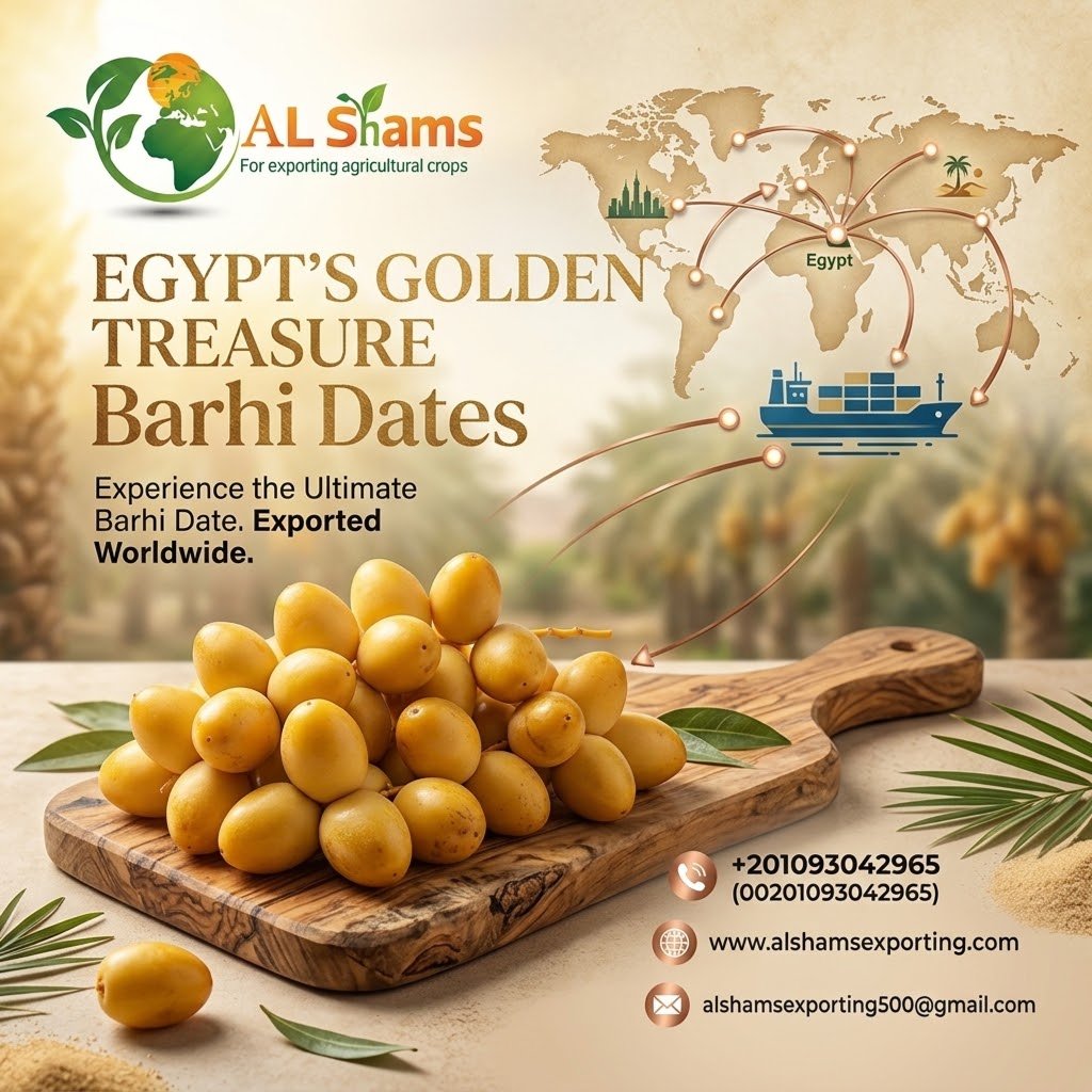 Barhi Dates