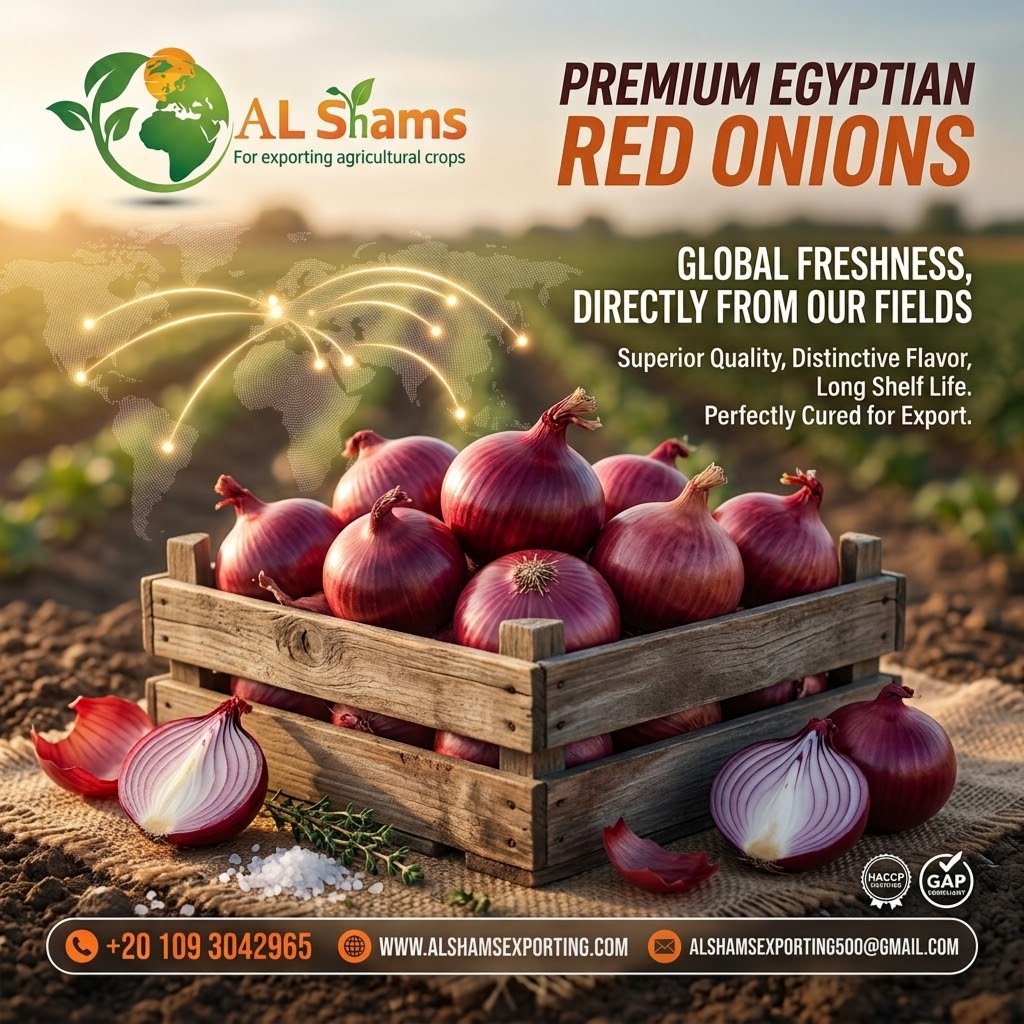 Red Onion 