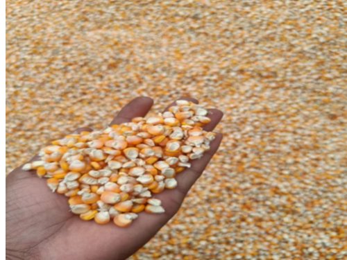 Yellow Maize