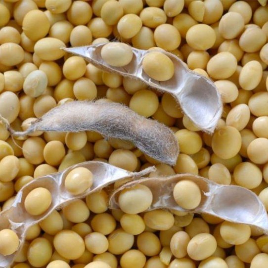 Soybean 2