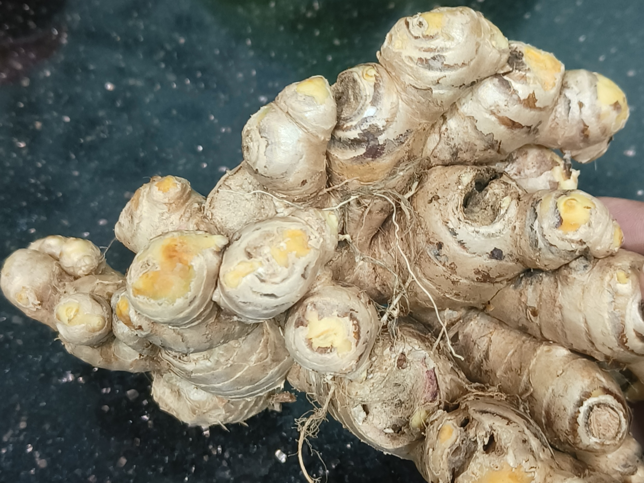Raw ginger 