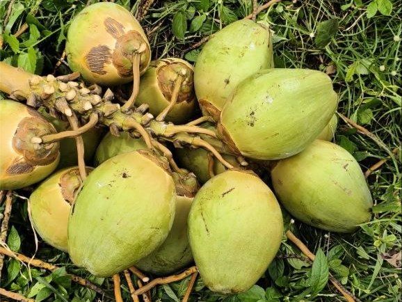 Tender coconuts 