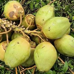 Tender coconuts