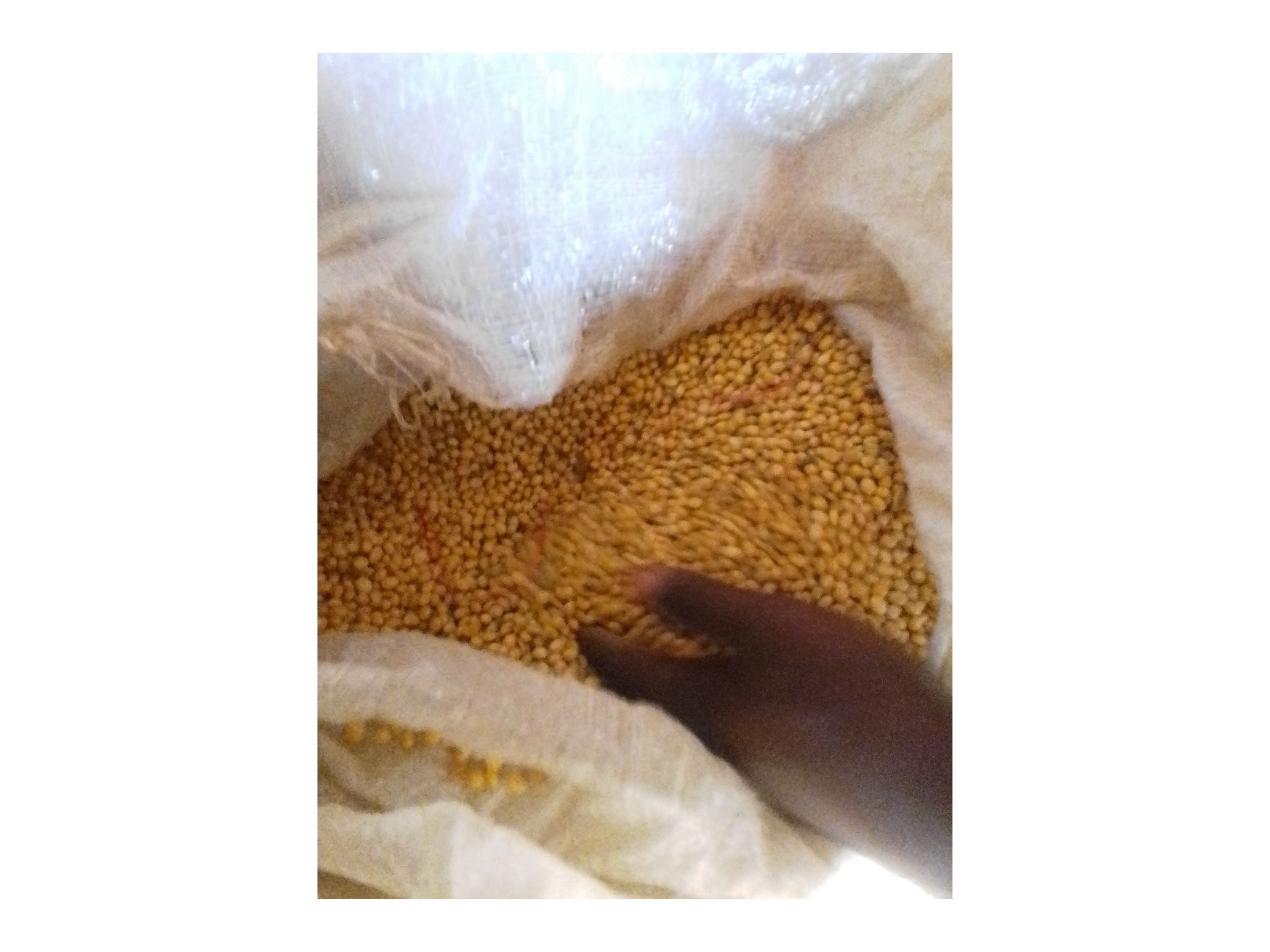 Soya beans 
