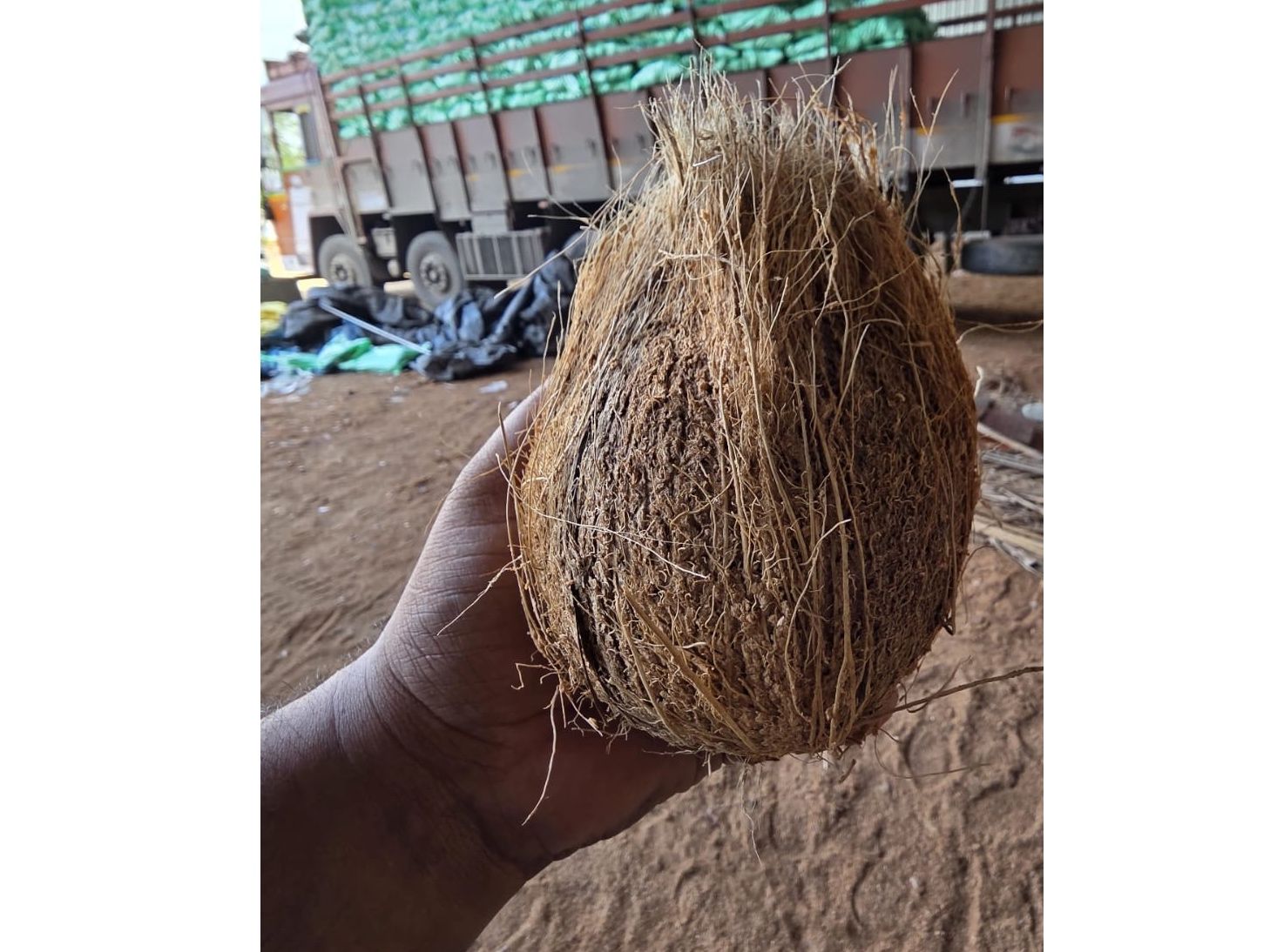 Coconut
