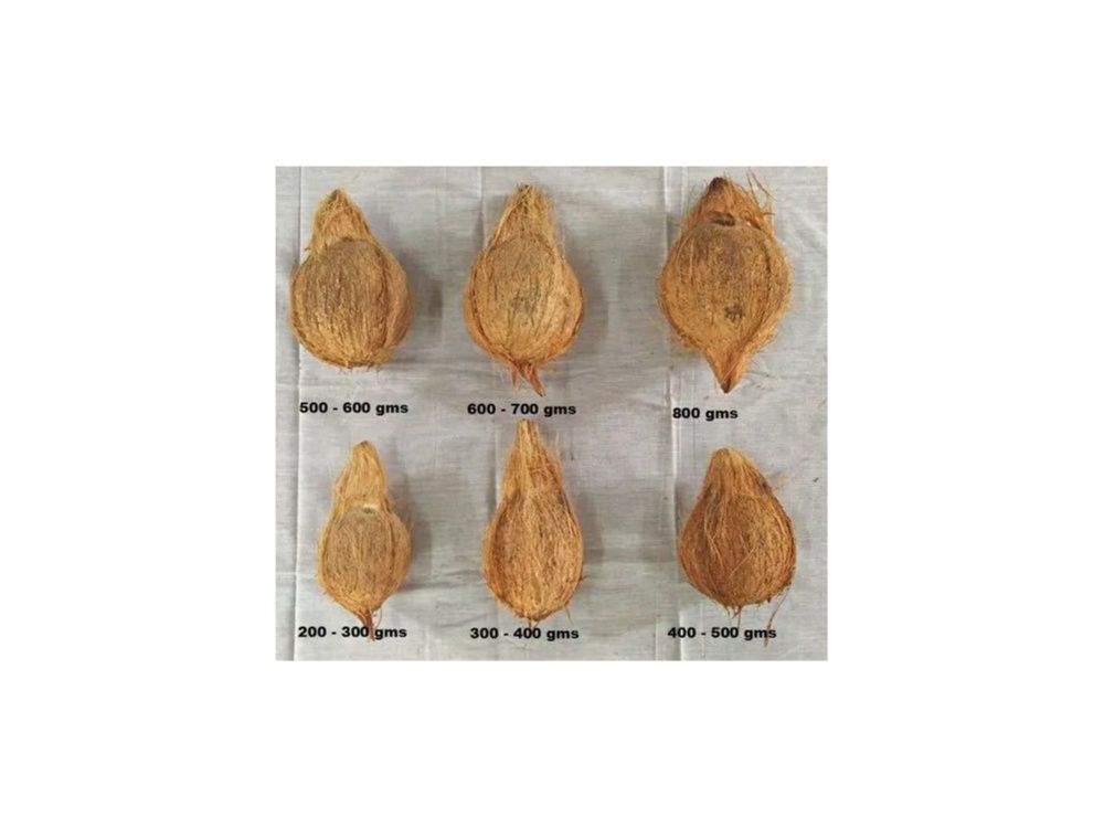 Semihusked Coconut from India