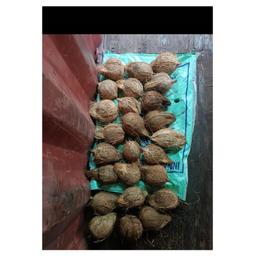 Semi husked coconuts from Pollachi origin
