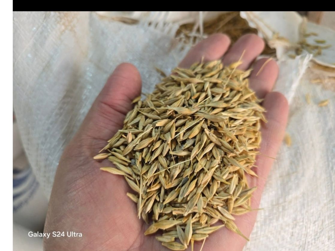 Barley
