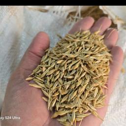 Barley