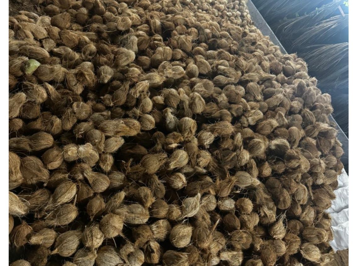 Semi Husked Coconut - Wholesale Food & Beverage