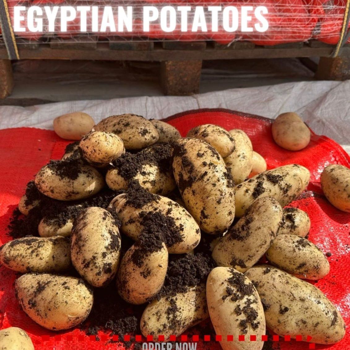 Egyptian Potatoes - Wholesale Agriculture, Food & Beverage