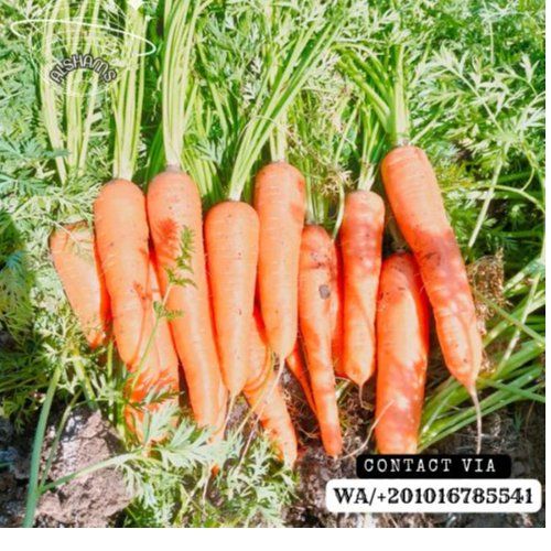 fresh carrot  - Wholesale Agriculture, Food & Beverage
