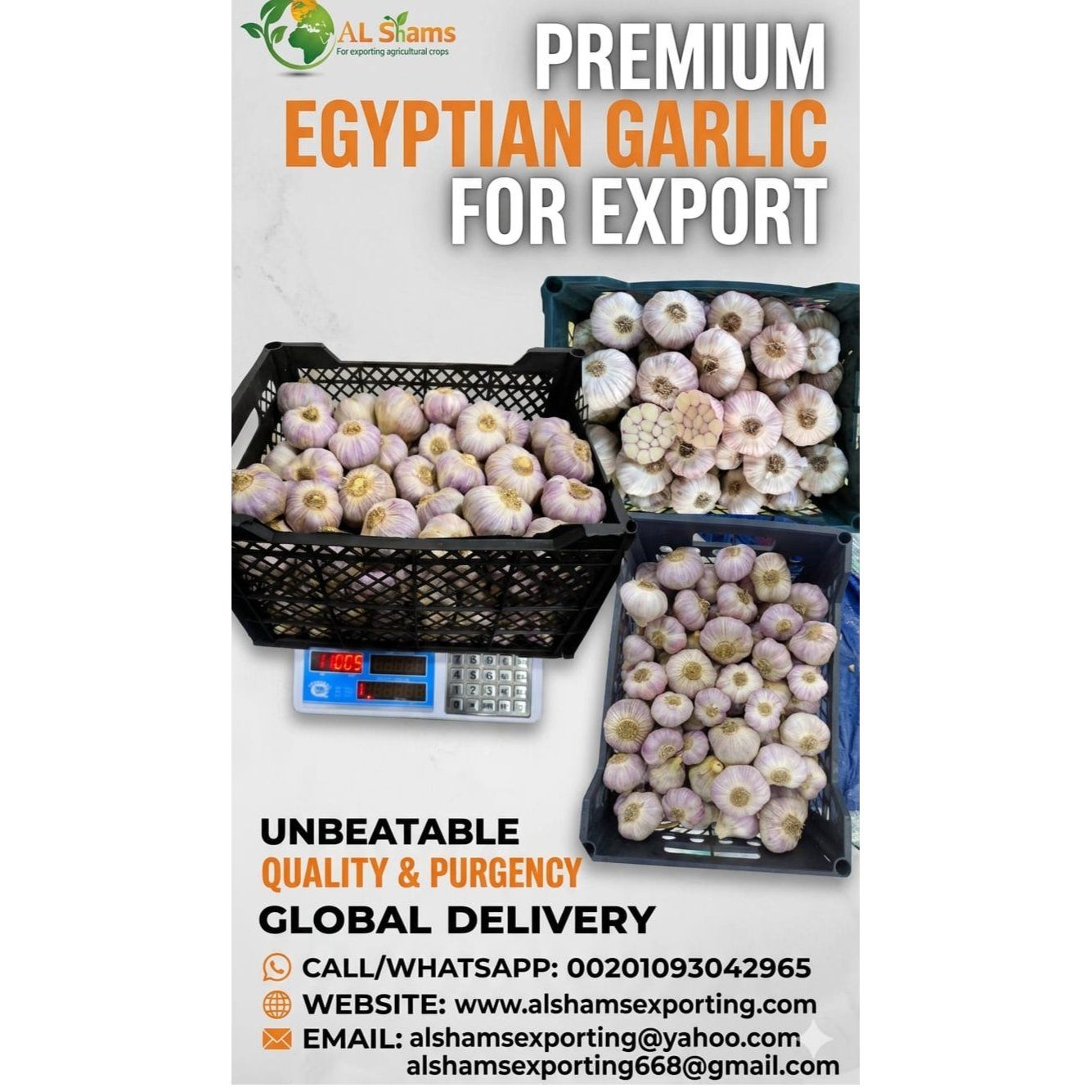 fresh garlic  - Wholesale Agriculture, Food & Beverage