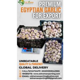 fresh garlic - Wholesale Agriculture, Food & Beverage