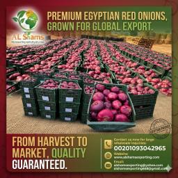 RED ONION - Wholesale Agriculture, Food & Beverage